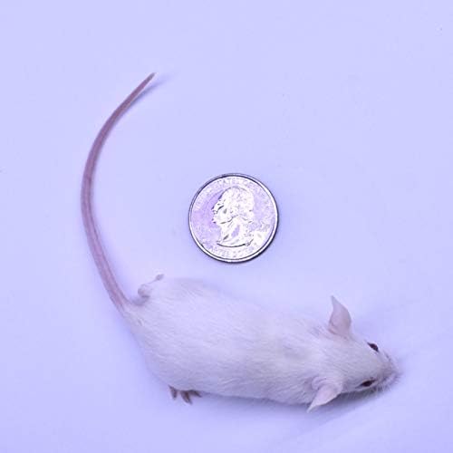 MiceDirect 200 Frozen Mice Weanling Feeders Snake Food for Juvenile Red Tail Boas Ball Python Adult Milk Snakes Corn Sand Boa (2-2.5 in) (Pack of 200) (2600 Grams Min)