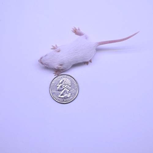MiceDirect Frozen Mice Combo Pack 50 Fuzzies & 50 Hoppers Frozen Reptile & Snake Food (100 Count)