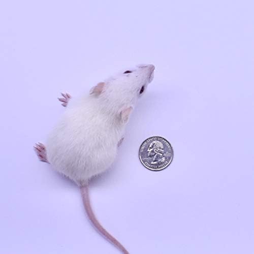 MiceDirect- 40 Rat Weanlings- Fresh Fast Frozen Food Feeders for SubAdult Ball Python Red Tail Boa Monitor Lizard Birds of Prey Pet Reptiles