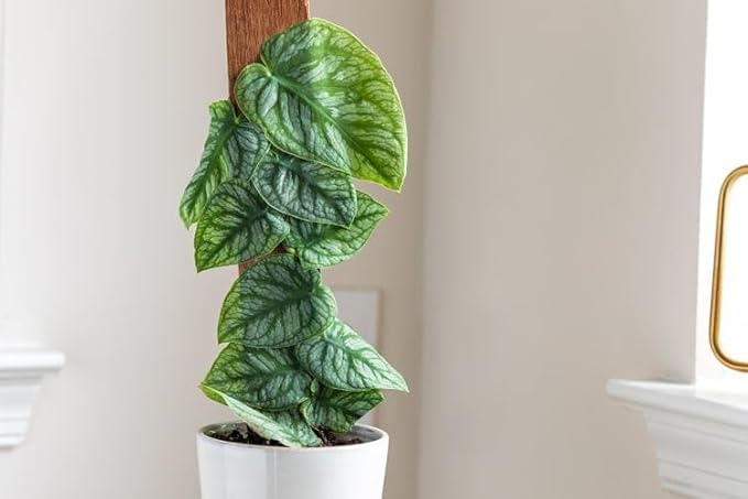 Gardenera Monstera Dubia Soil Mix - Promotes Healthy Root Growth and Moisture Retention - 2 Quart