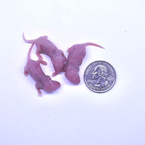 MiceDirect Frozen Mice Combo Pack of Small Pinkies & Pinkies Feeder Mice - Food for Corn Snakes, Ball Pythons, Lizards – 40 Ounce (Pack of 100)