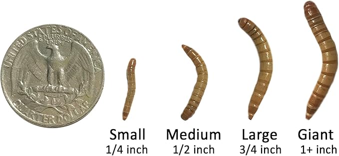 Exotic Nutrition Medium Live Mealworms (1/2") (2,000 Pack)