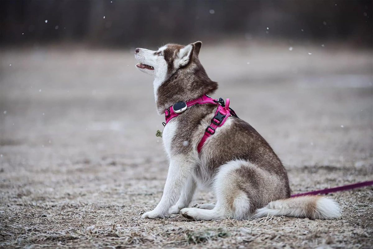 TRUE LOVE Adjustable No-Pull Dog Harness Reflective Pup Vest Harnesses Comfortable Control Brilliant Colors Truelove TLH5651(Fushcia,L)