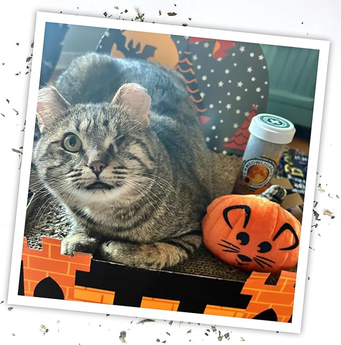 Meowijuana Get Spooked Bundle | Pumpkin Refillable Toy and Harvest Moon Blend | Promotes Play and Cat Health | Includes North American Organic Catnip