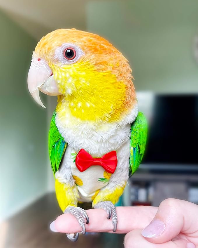 UKJENT Bird Diaper Protective Parrot Nappy, Reusable Flight Suit with Waterproof Inner Layer, Washable Cute Urine Wet Suit for Cockatiel Monk Parakeet Sun Parakeet Lory, 2 Pack(M)