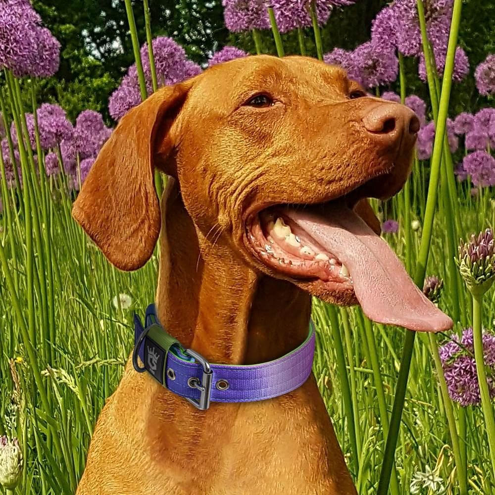 TSPRO Tactical Dog Collar 1.25 Inch Wide Thick Dog Collars with Heavy Duty Metal Buckle, Durable, Strong, Adjustable for Small Dogs (Rainbow S)