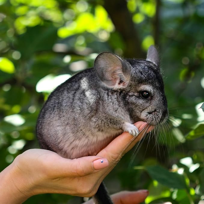 Petpost | Chinchilla Bath Dust for Small Animals - Natural, Pure Cleansing Pumice Sand for Cleaning Degus, Hamsters, & Gerbil 2.5 lb.