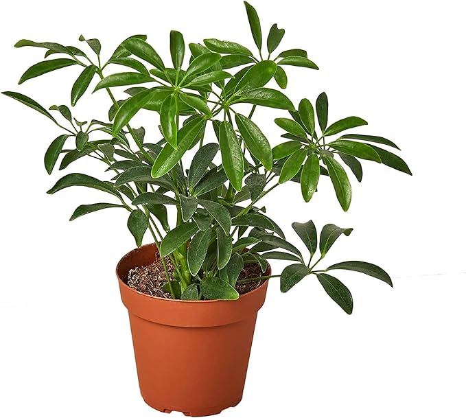 Premium Potting Mix for Umbrella Plants by Gardenera - Unlock The Secret to Healthy and Vibrant Foliage - 2 Quart