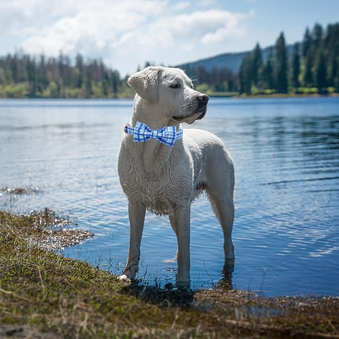 Elegant little tail Dog Collar with Bow - Blue Plaid Boy Dog Collar Cute Bowtie Pet Collar Adjustable Dog Collar for X-Small Puppy and Cat