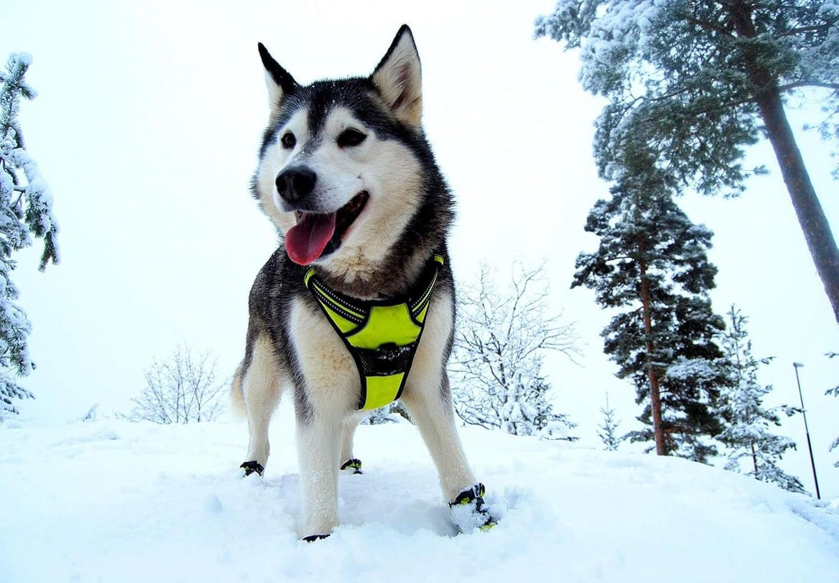 TRUE LOVE Truelove Adjustable No-Pull Dog Harness Reflective Pup Vest Harnesses Comfortable Control Brilliant Colors TLH5651(Neon Yellow,XS)