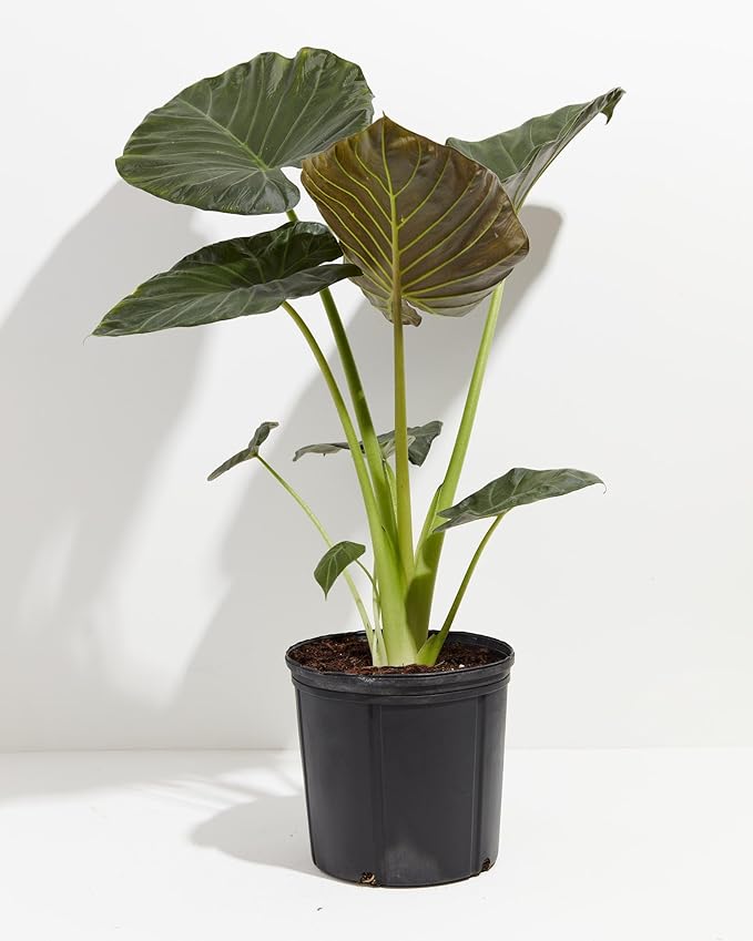 Organic Elephant Ear Plant Soil Mix by Gardenera - Specially Formulated for Thriving Alokasia Plants and Vibrant Leaves - 2 Quart