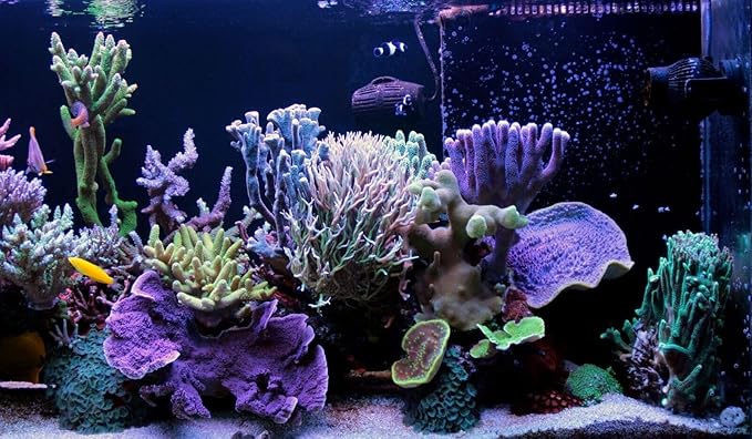 Aquatic Foods Inc. Golden Pearls 50-100 Microns for Tropical Fish Fry and Babies, for Corals, Anemones, Reef Tanks…3oz Squeeze Bottle