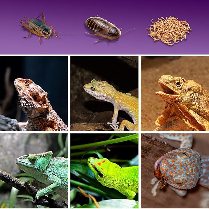 Cricket Calcium Powder Mixer, Reptile Cricket Keeper, Reptile Calcium Duster for Bearded Dragon Gecko Lizard Snake Chameleon (Purple)