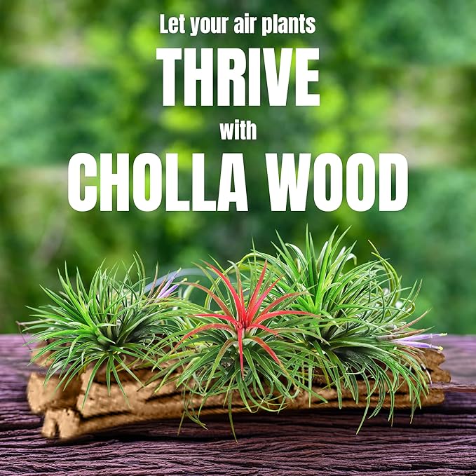 SunGrow Cholla Wood, 6” Climbing Logs, Chew Toy, Aquarium Fish, Snail, and Shrimp Driftwood, Tropical Freshwater Fish Décor, Adds Raw Beauty, 3 Pack