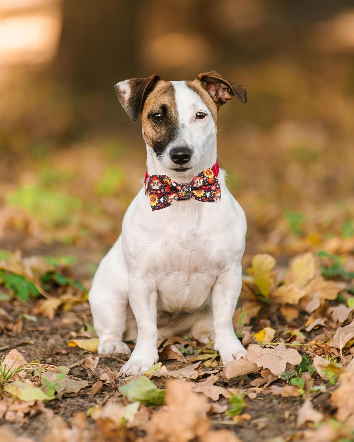 PET SHOW 10 Pack Fall Small Dog Bow Ties Sliding Collar Attachments Puppy Cats Autumn Bowties for Medium Dogs Pumpkin Maple Leaf Bowknots Holiday Party Pet Grooming Accessories(Small)
