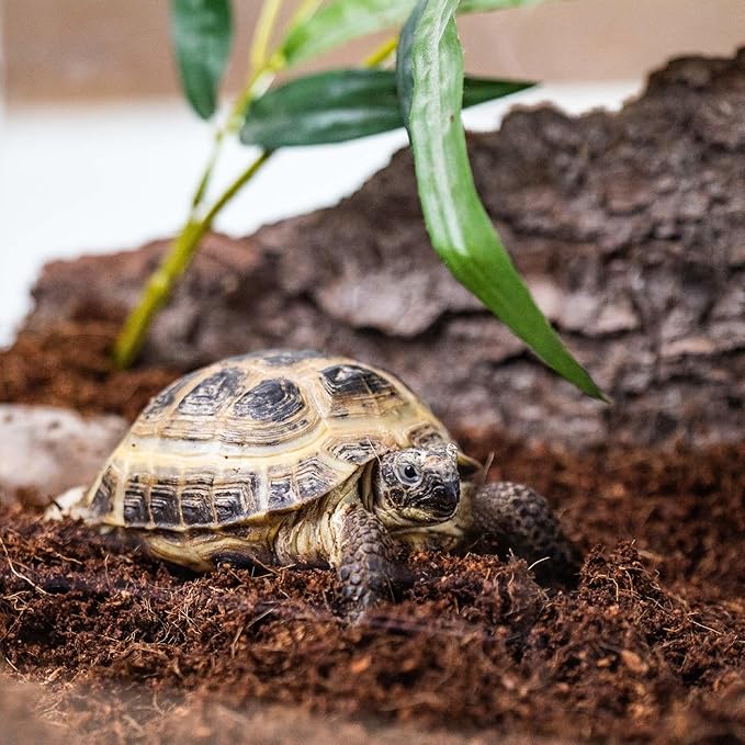 Create Your Perfect Terrarium with Gardenera Terrarium Bedding - Expertly Crafted for Optimal Plant Health - 2 QUARTS