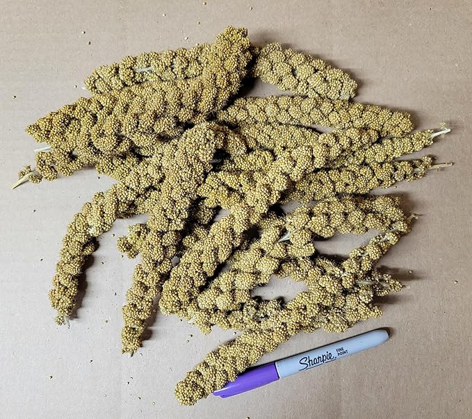 Spray Millet Heads (No Stems Only Edible Tops) 5 lbs.