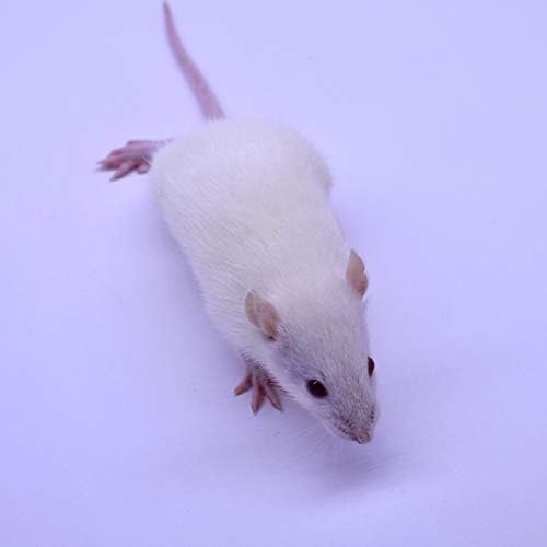 MiceDirect- Rat Weanlings- Fresh Fast Frozen Food Feeders for SubAdult Ball Python Red Tail Boa Monitor Lizard Birds of Prey Pet Reptiles (3.5-4.5 (Pack of 100))