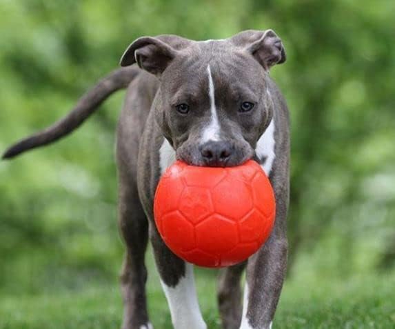 Jolly Pets Large Soccer Ball Floating-Bouncing Dog Toy, 8 inch Diameter, Orange