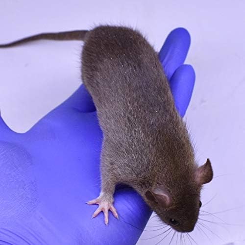 MiceDirect 30 Frozen Rat Combo Pack 15 Small and 15 Medium Feeders Snake Food (4.5-8 in)(Pack of 30)(1800 Grams Min)