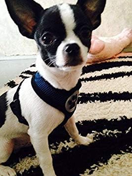 BINGPET Dog Vest Harness -Light Weight Breathable Sports Mesh - Pet Adjustable Harness Puppy Padded Harnesses Dog Vest Harness for Small Dogs