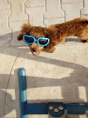 Outdoor Dog Sunglasses Anti-UV Eye Protection Goggles Waterproof Windproof Anti-Fog for Small Pet Puppy Cat (Blue)