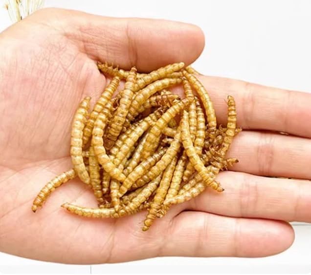 Bulk Dried Mealworms 5Lb Bag -Premium Non-GMO Dried Mealworms for Chicken, Nutritious High Protein - 100% Natural Mealworms for Laying Hens, Birds, Ducks, Chicken Feed