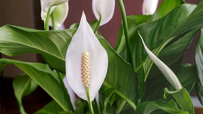 Gardenera's Peace Lily Soil Mix for Thriving Indoor Plants: Hand-Crafted for Optimal Growth [4-Quart Bag]