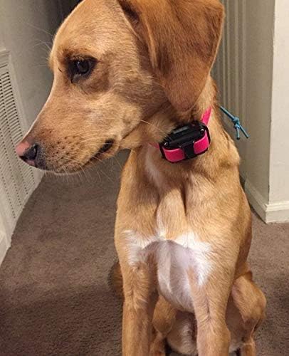 Sparky Pet Co - ECollar Replacement Strap - Bungee Dog Collar - Waterproof - Adjustable - Secure Nexus Wheel Lock - for Electronic Training & Invisible Fence Systems - 3/4" (Blue Camo)