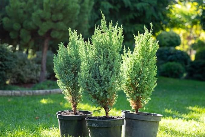 GARDENERA Premium Juniper Potting Soil Mix - Perfect Balance of Nutrients, Drainage, and Aeration for Healthy Juniper Trees - 2 Quart