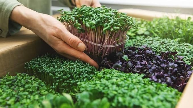 Gardenera Premium Organic Microgreens Potting Mix: Canadian Peat Moss, Cococoir, Perlite, and More - 3 Quart