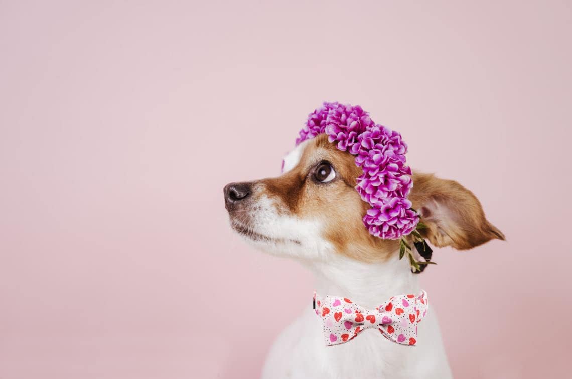 Lionet Paws Valentines Day Dog Collar with Bowtie, Dog Bowtie Collar with Metal Buckle for Dogs and Cats, Adjustable Comfortable Dog Collar Girl Boy Gift, XS, Neck 8-12 in