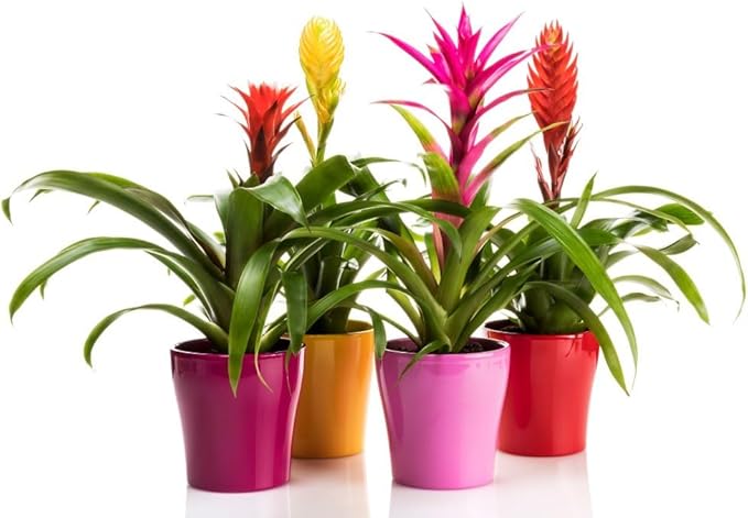 Gardenera Organic Bromeliad Soil Blend - Enhance The Beauty and Resilience of Your Plants - 20 QUARTS