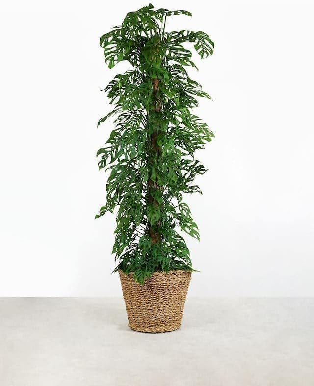 Gardenera Monstera Adansonii Planting Mix: Maximize Aeration, Drainage & Nutrient Holding Capacity - 5 Quart Bag
