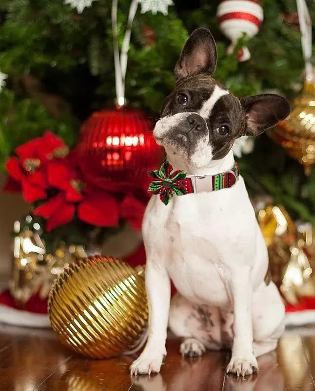 Lionet Paws Christmas Dog Collar with Flower, Dog Flower Collar with Metal Buckle for Dogs and Cats, Adjustable Comfortable Dog Collar Girl Gift, S, Neck 10-16 in