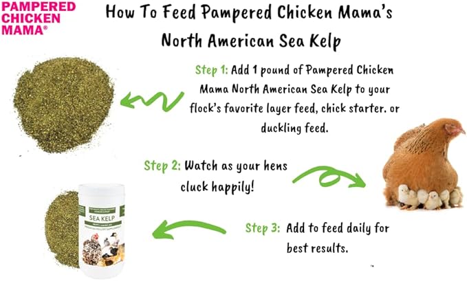 Kelp for Chickens & Duck Feed (1 Pound): Chicken Vitamins | Chicken Supplements | Vitamins for Chickens | Pampered Chicken Mama