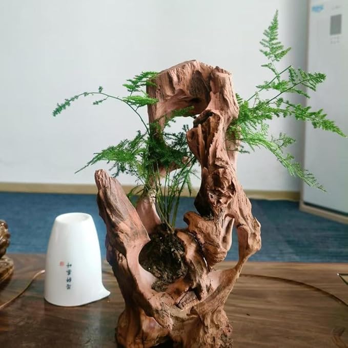 Natural Wood Aquarium Cave Betta Fish Hideout for Aquarium Fish Tank Decorations-Reptile Hide-Snake Hide-Cave for Cichlids Habitat Shelter for Crayfish Shrimp and Other Aquatic Pets 6.1-9.8"