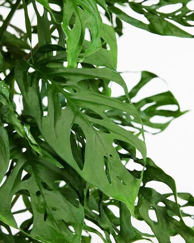 GARDENERA Monstera Adansonii Premium Soil Blend - 20 QT - Promote Aeration, Drainage & Nutrient Retention - (4 Bags of 5 Quart)