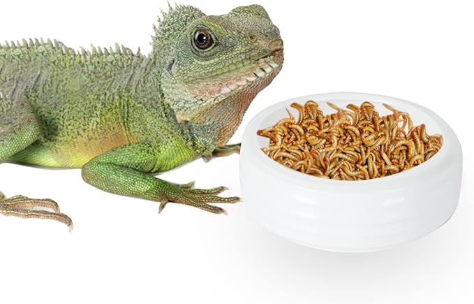 Reptile Food Bowls Ceramic Round Reptile Water Food Dish, Pet Food Bowl for Lizards, Small Snakes, Young Bearded Dragons, Gecko Tortoise Spider (White, Large-1Pack)
