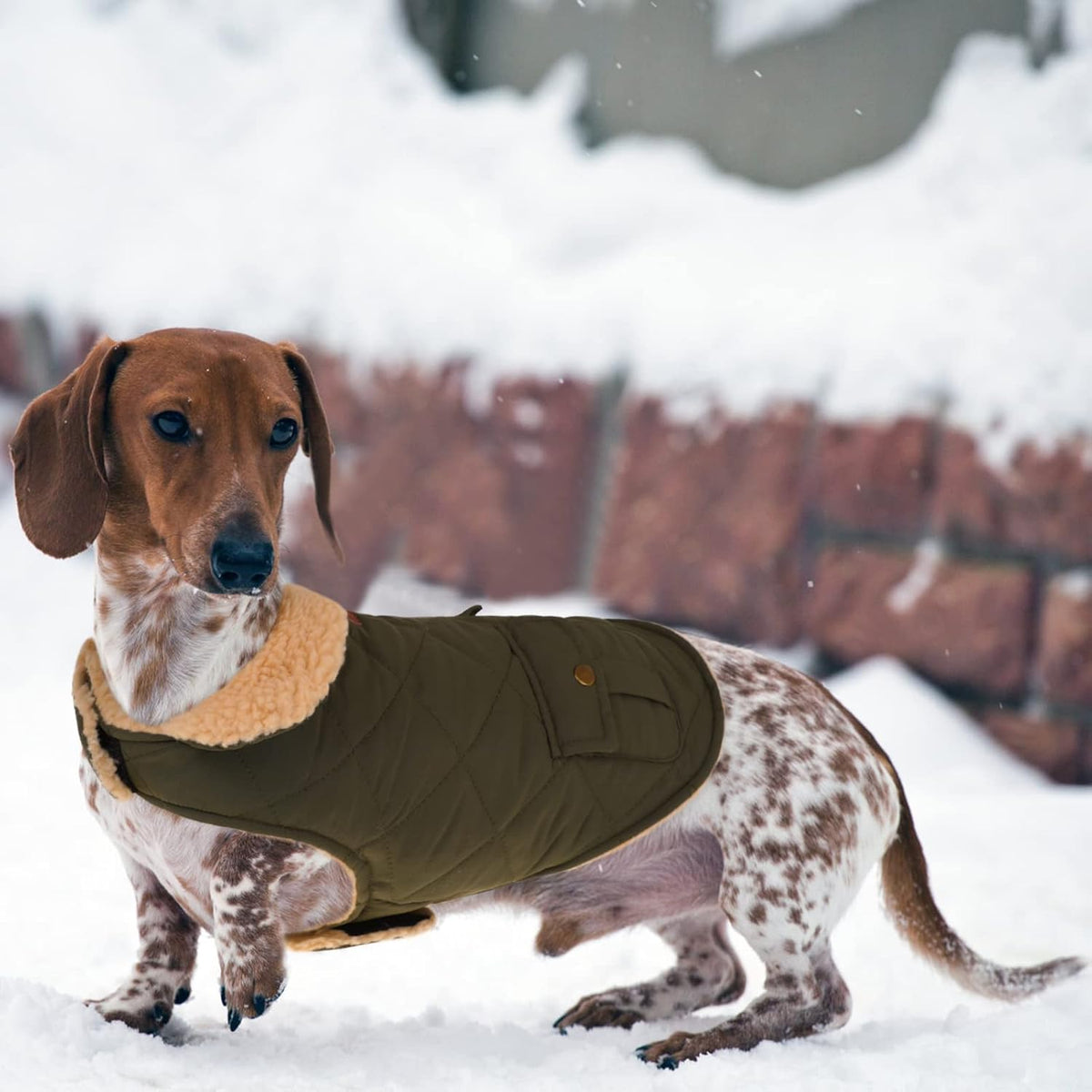 Queenmore Warm Dog Coat, Cold Weather Puffer Dog Coat, Quilting Winter Dog Jacket Ultra Thick Plush Lining with Storage Pockets (Green, Small)