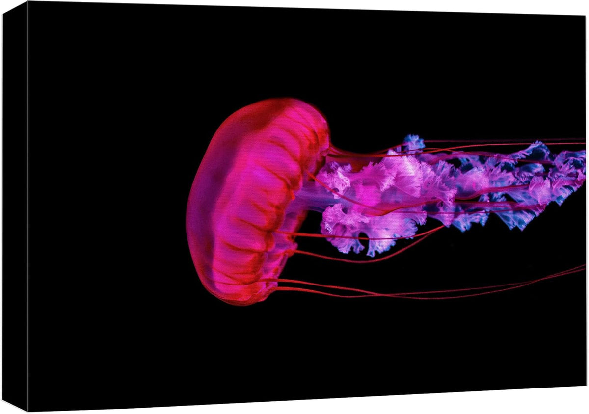 wall26 Canvas Print Wall Art Underwater High Contrast Pink Jellyfish Sea Nature Animals Photography Realism Rustic Scenic Landscape Wilderness Colorful for Living Room, Bedroom, Office - 32"x48"