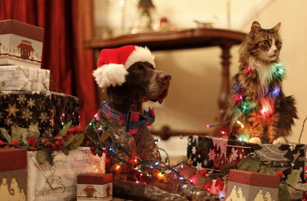 Lionet Paws Christmas Dog and Cat Collar with Bowtie,Soft and Comfortable,Adjustable Collar