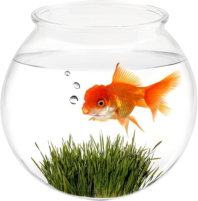 Small Aquarium Fish Bowl Round Terrarium Bowl Home Office Table Decor Transparent Plastic Tank for Betta Fish, Goldfish