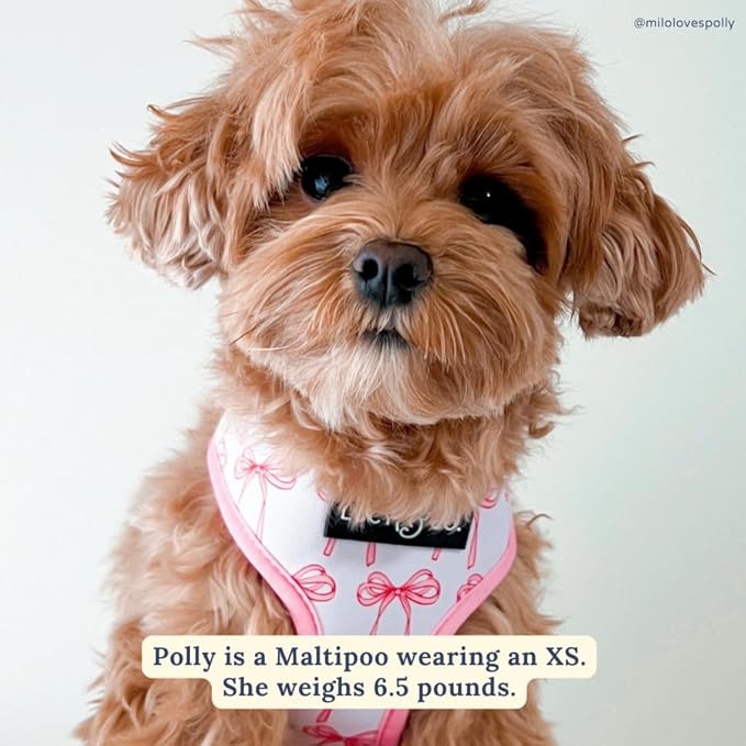 Lucy & Co. Cute Reversible Dog Harness Walking Halter - Best Designer Pet Harnesses for XS - XL Dogs - Padded Adjustable Vest for Easy Walking (Small, Ballet Bows - White & Pink Bows)