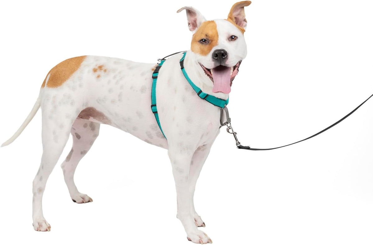 PetSafe 3 in 1 Dog Harness - No Pull Solution for Dogs - Reflective Dog Harness - Front D-Ring Clip Helps Stop Pulling - Comfortable Padded Straps - Top Handle Enhances Control - Teal - Medium