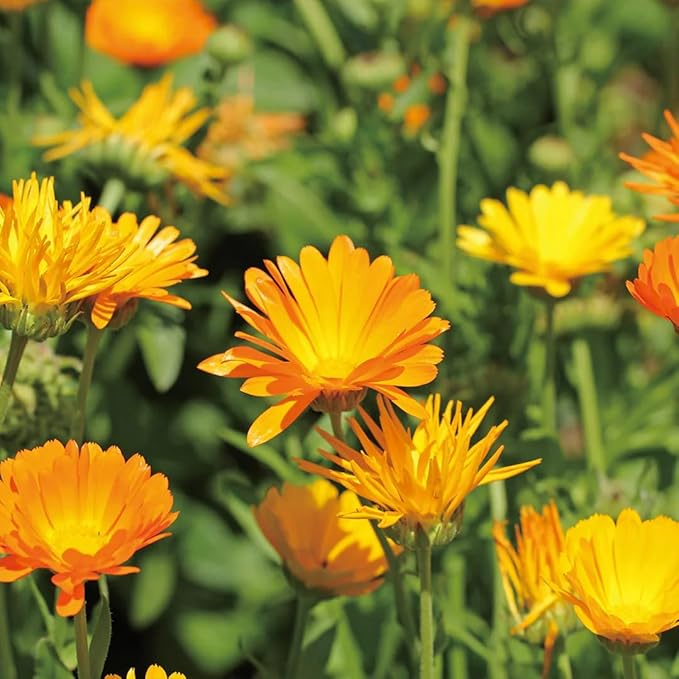 Aromatics International Calendula Hydrosol 100ml | Gentle Aromatic Mist for Daily Use
