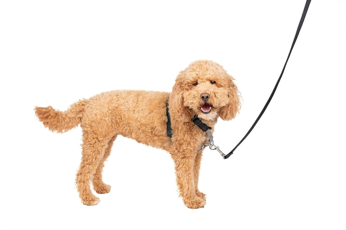 PetSafe 3 in 1 Dog Harness - No Pull Solution for Dogs - Reflective Dog Harness - Front D-Ring Clip Helps Stop Pulling - Comfortable Padded Straps - Top Handle Enhances Control - Black - Small