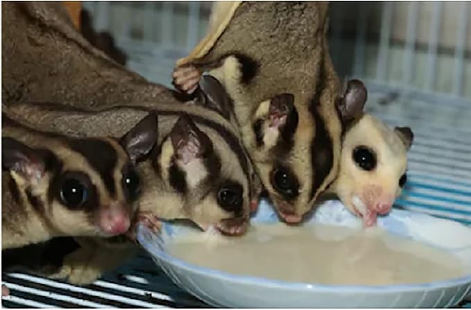 Honey & Fruit Instant-HPW (1 lb.) - All Natural Vitamin Enriched Sugar Glider Food - Healthy & Nutritious - High Protein Wombaroo - Staple Diet