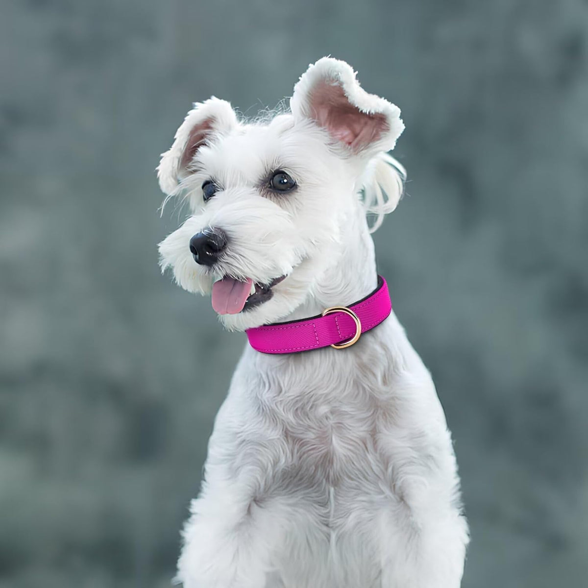 Didog Soft Padded Dog Collars for Small Dogs, Lightweight and Breathable Dog Collar with Metal Buckle, Rose Purple, M