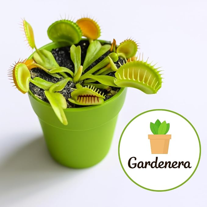 Gardenera Professional Carnivorous Plant Soil - Ready to Use for Venus Flytraps, Sundews, Pitcher Plants, Butterworts | Peat Moss, Coco Coir, Perlite - 2 Quart Bag
